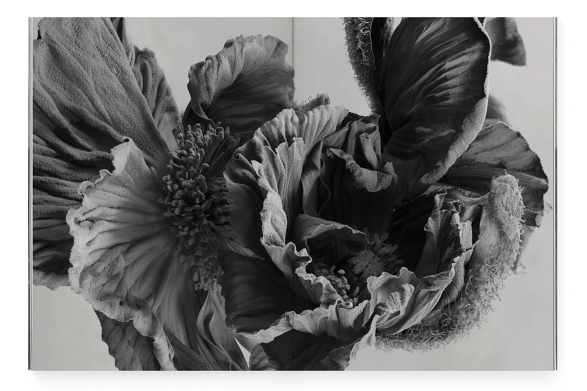 mjr magazine pages with black and white flowers design bern