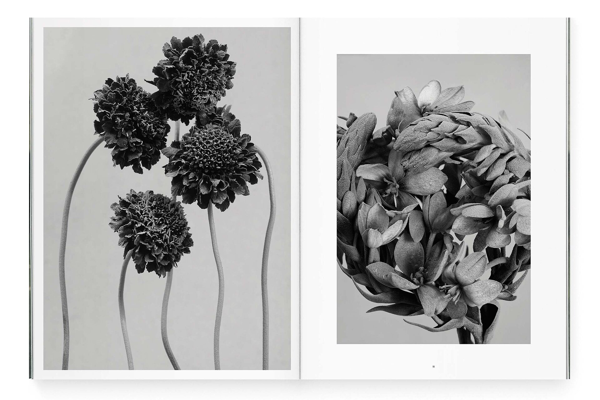 mjr magazine pages with black and white flowers design bern