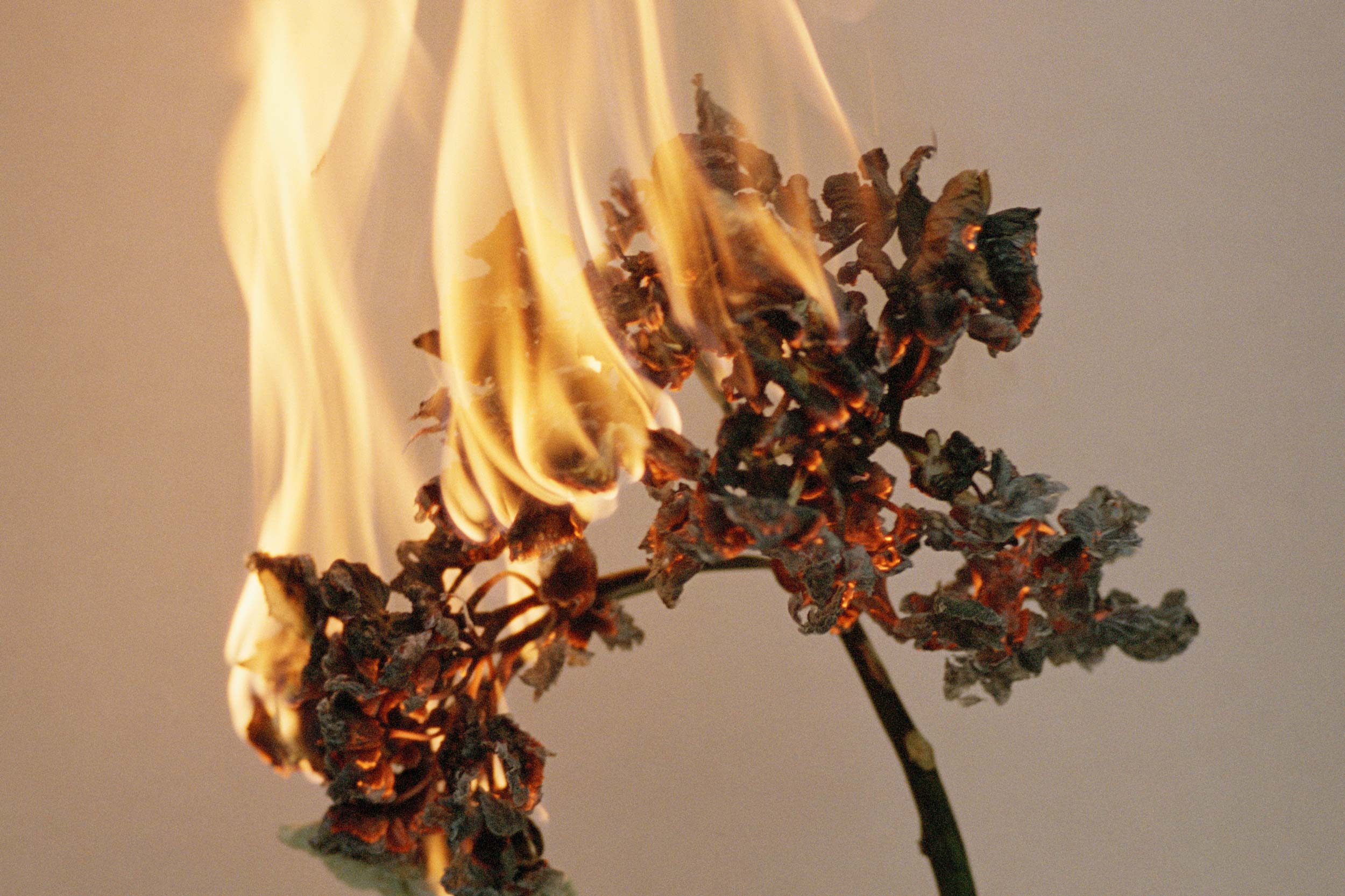 Melanie JeanRichard burning plant flame branding bern